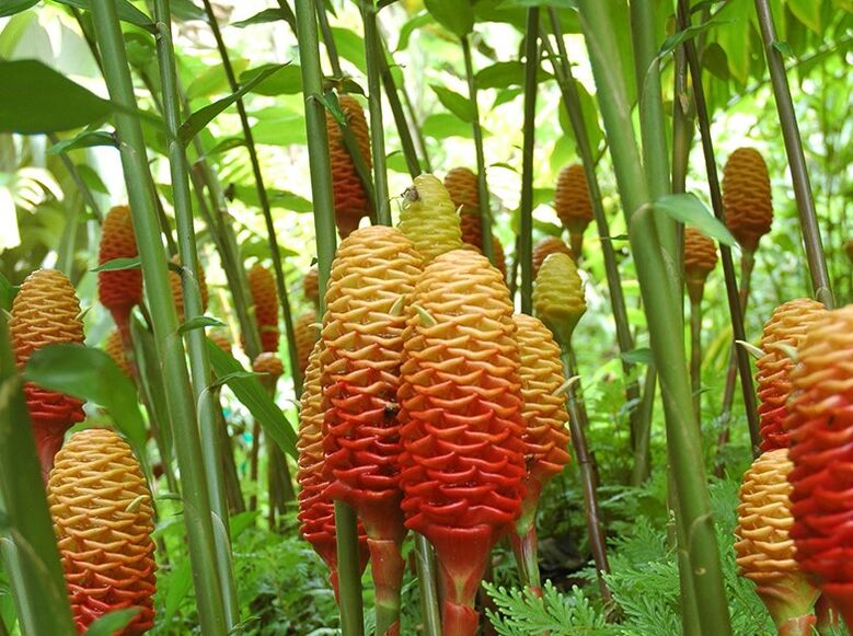 É assim que o gengibre se parece em condições naturais