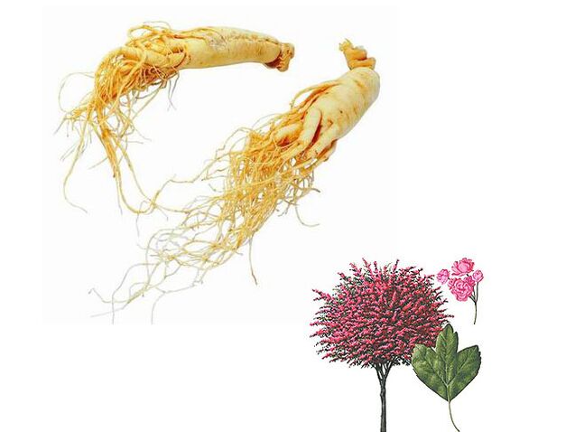 ginseng e espinheiro para aumentar a potência